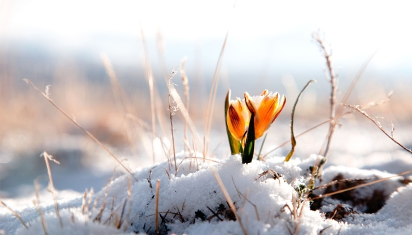 winter-snow-flower-wallpaper-1.jpg